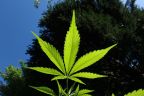 Hemp cannabis plant leaf sungrown outdoors garden