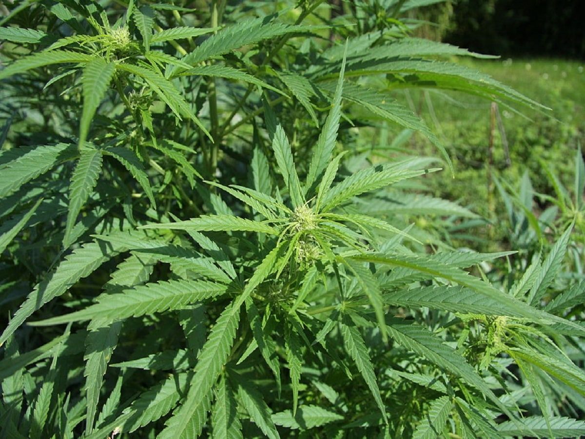 hemp-plant-field-min