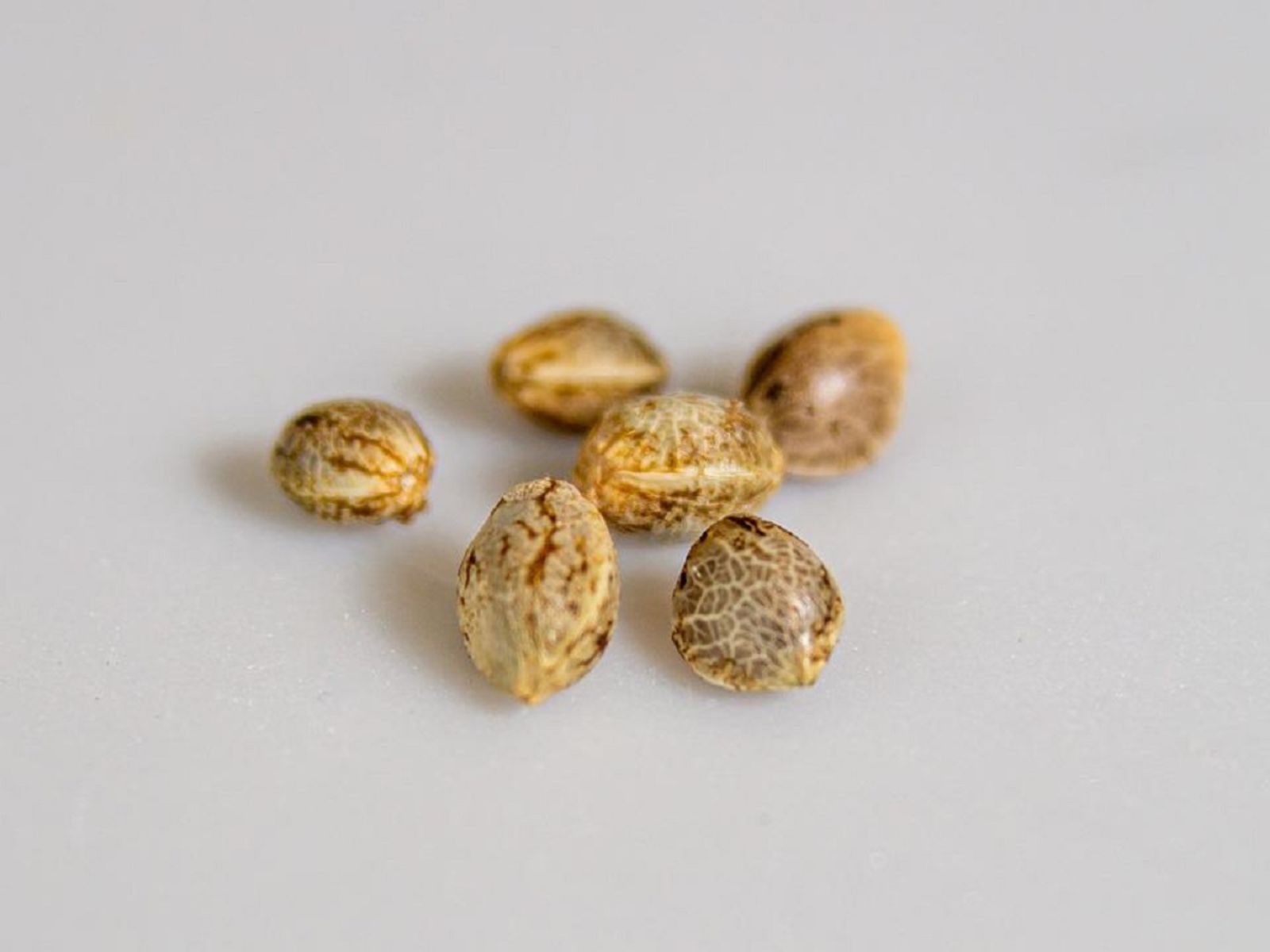 cannabis seeds