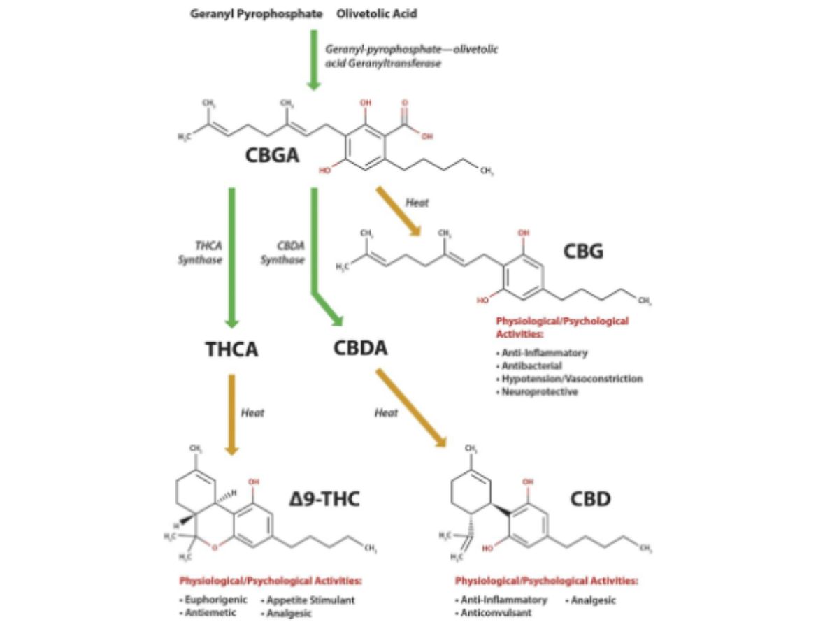 Cannabinoids