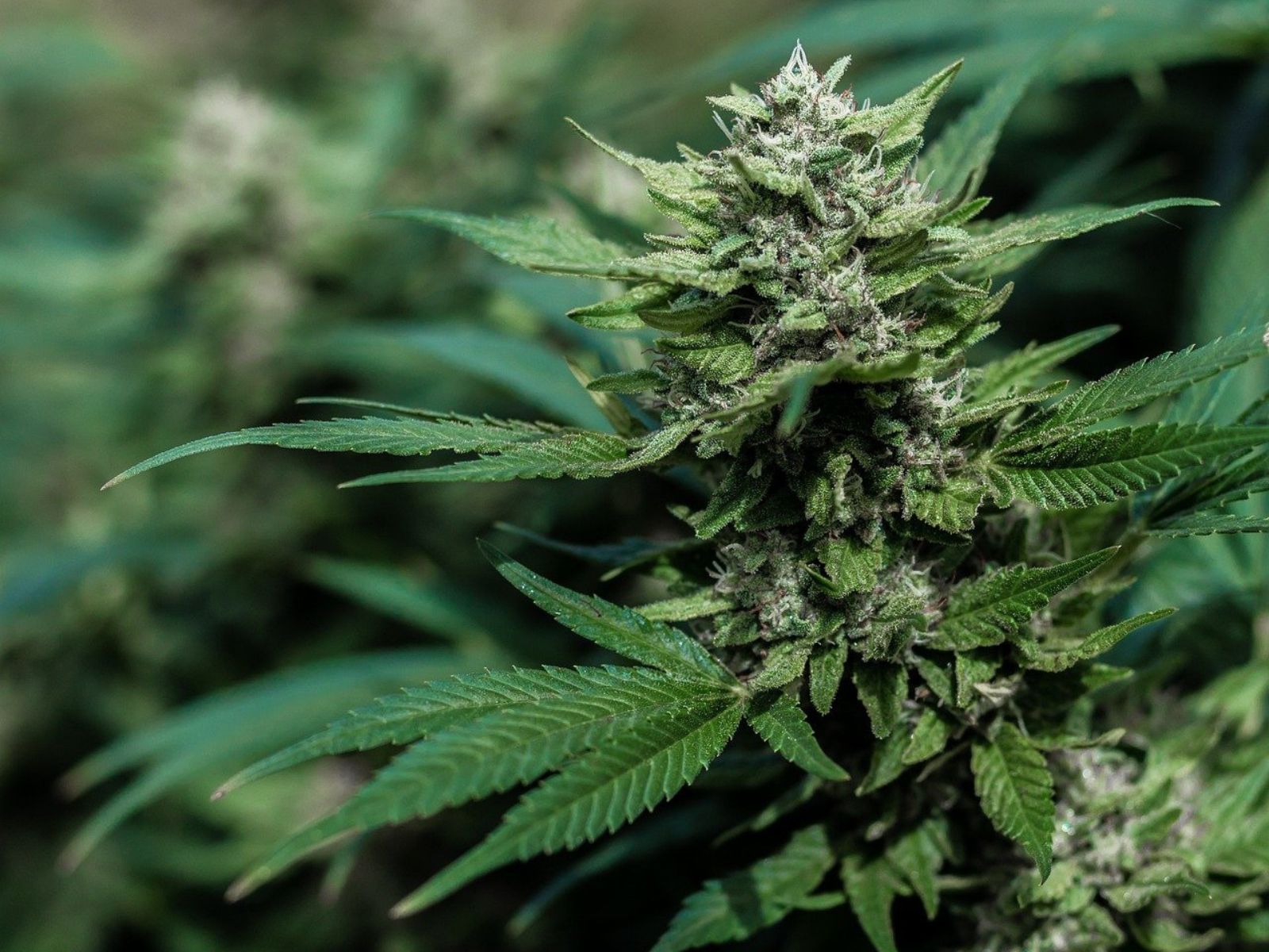 adult-use-cannabis-plant