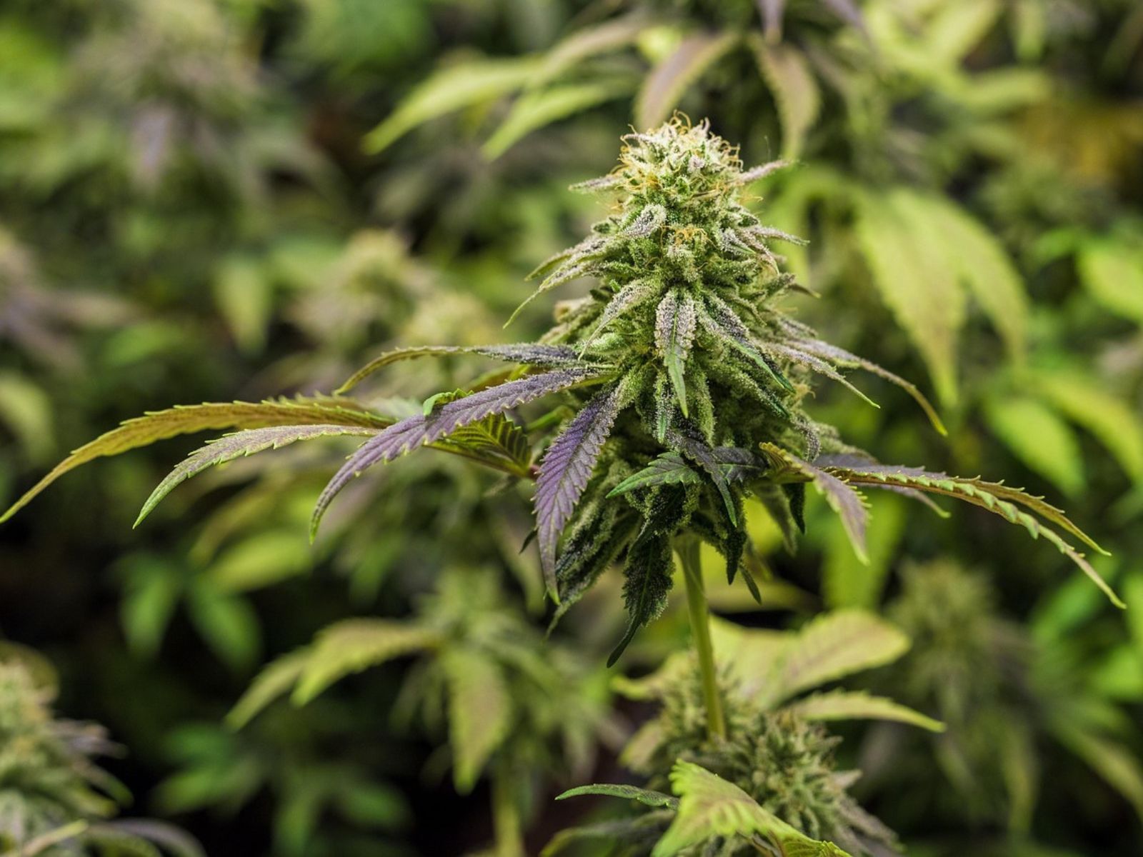 cannabis flower flowers bud plant plants