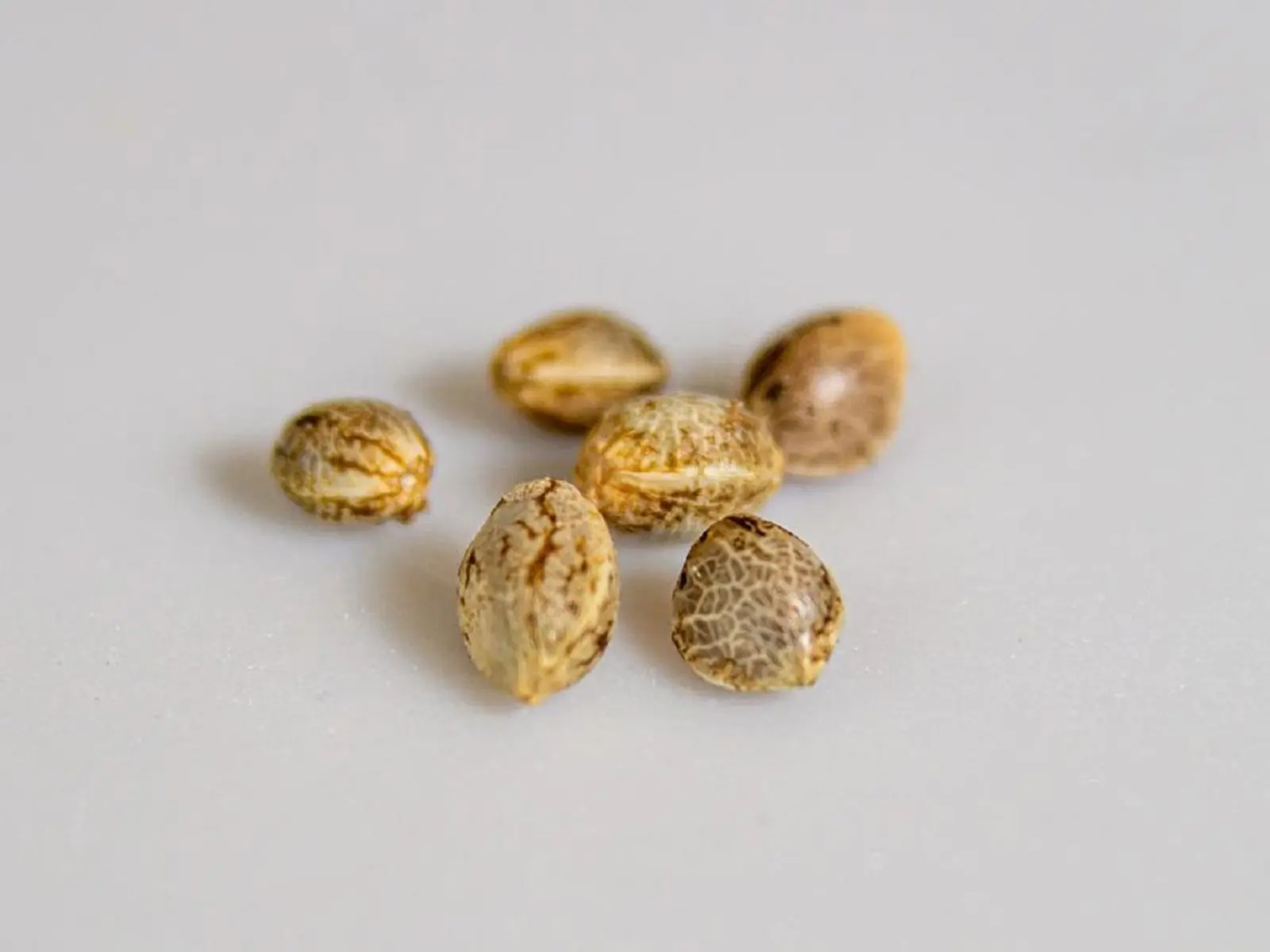 cannabis-seeds