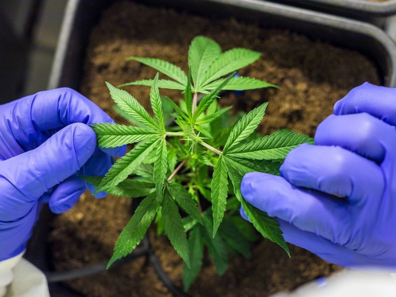 medical-cannabis-plant