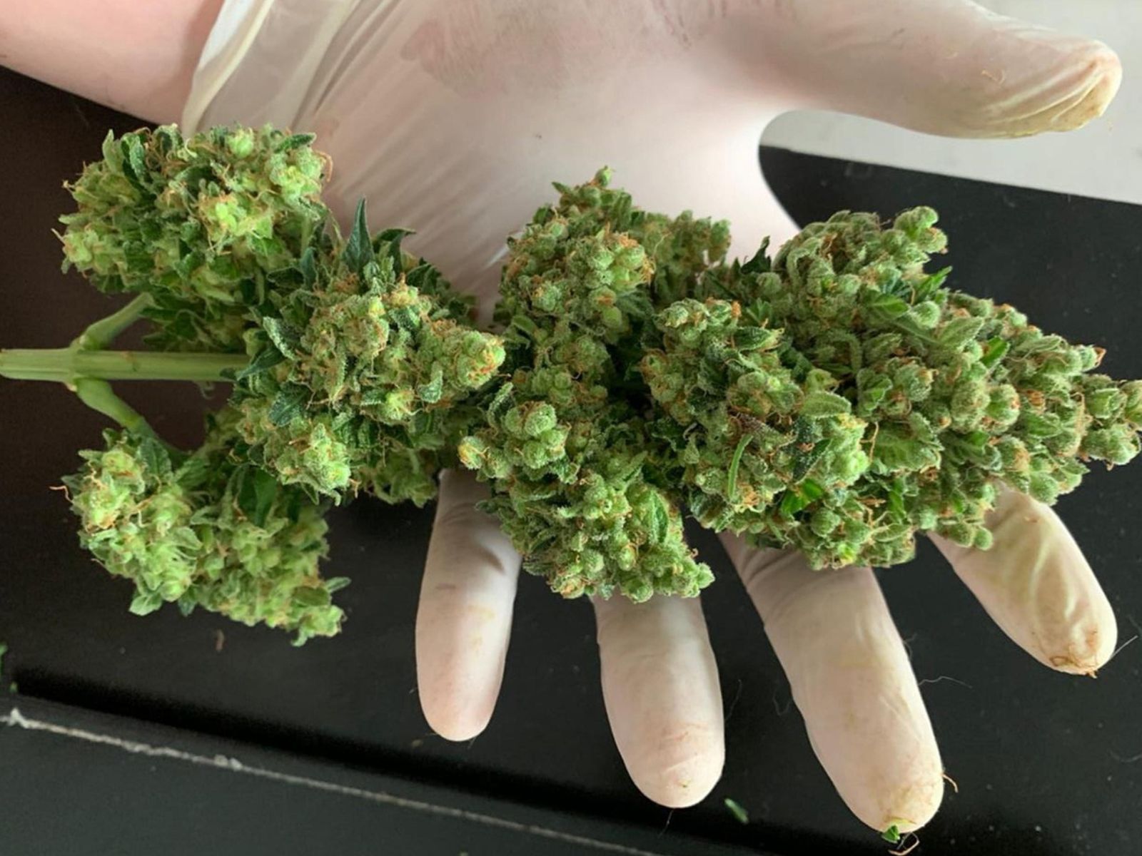 trimmed-cannabis-bud-flower